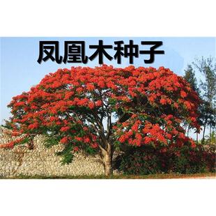 新采 凤凰木种子 红花楹树种子火树金凤花 蓝花楹种子 凤凰树种子