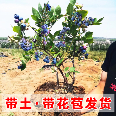 兔眼薄雾嫁接蓝莓苗带土