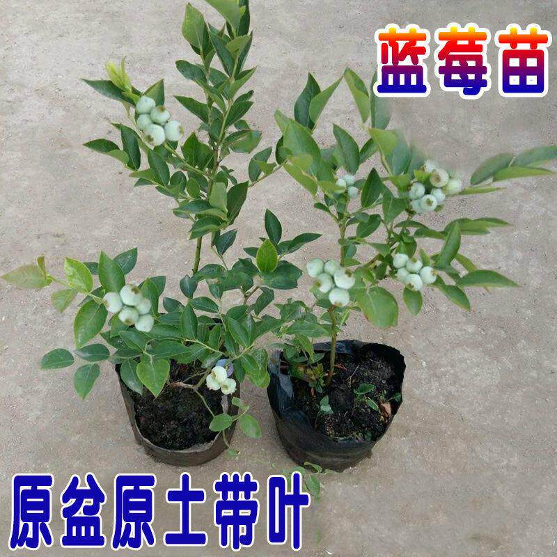 蓝莓树果苗盆栽地栽带花带果特大南方北方种植阳台当年结果蓝莓苗