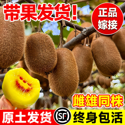猕猴桃树果苗公母同株红