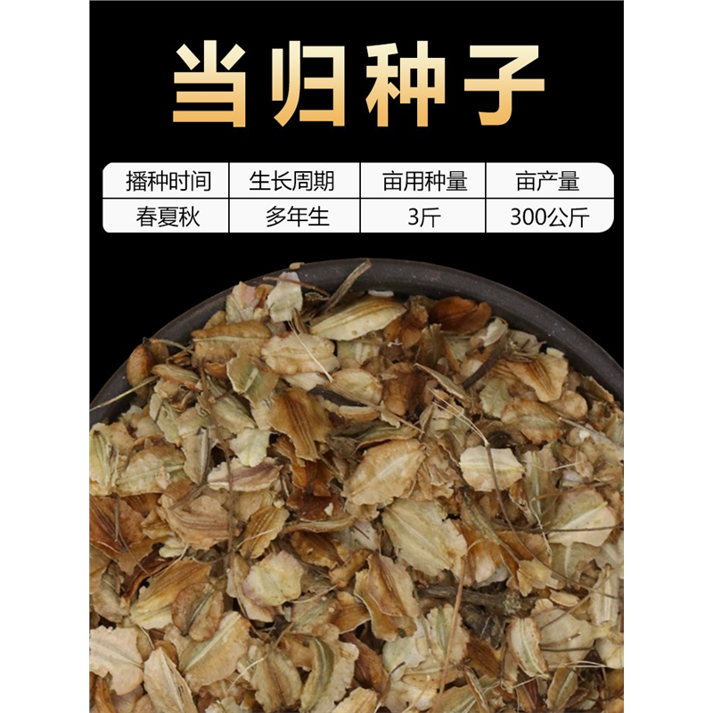 新鲜当归种子野生特级岷县当归种籽材种植苗苦参党参种孑