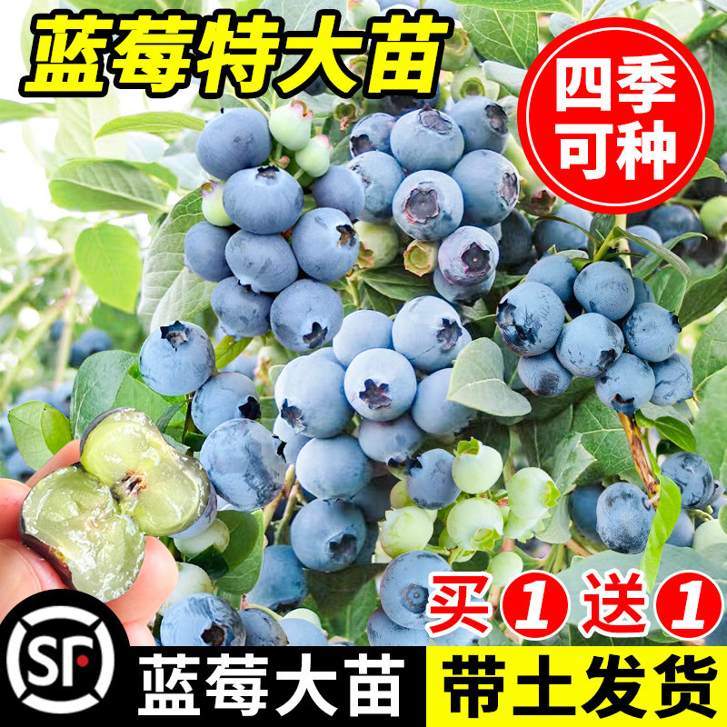 蓝莓树果苗蓝莓苗盆栽地栽果苗带大果南北方种植苗兔眼绿宝石果树