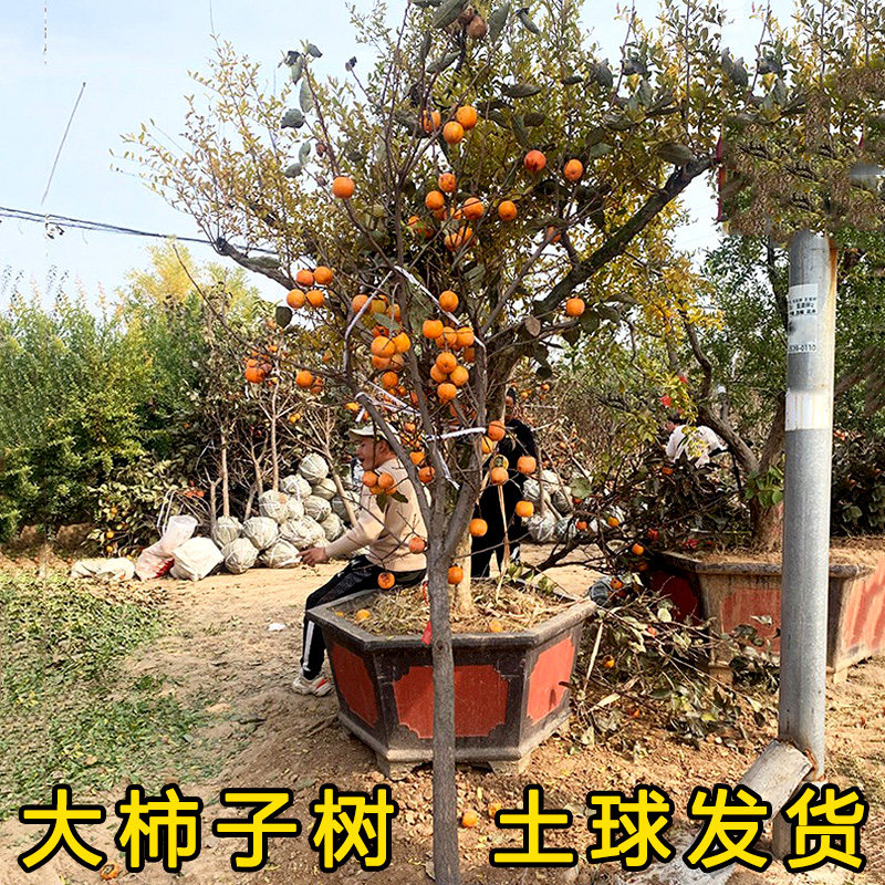无核脆甜柿子树苗特大带土南方北方种植庭院盆栽地栽阳台黑柿果树