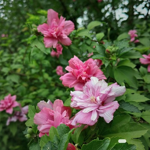 木槿花盆栽重瓣大花花苗耐寒耐热花卉苗木可食用木槿树苗