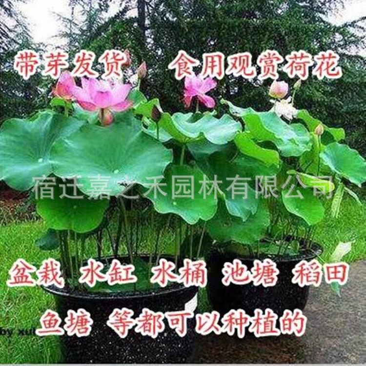 荷花种藕碗莲大睡莲重瓣绿色园林植物莲藕种根水生植物