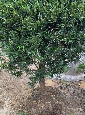 罗汉松球造型 绿植净化空气   松树 自产自销 圆球V盆景罗汉松包