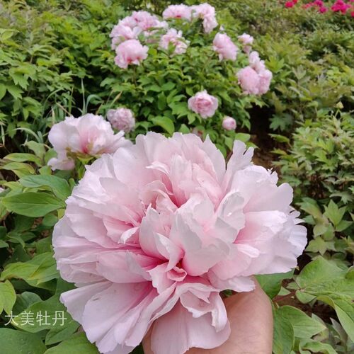 粉牡丹【桃d花粉】丰花品种 露台花园庭院 盆栽地栽小灌木木本花