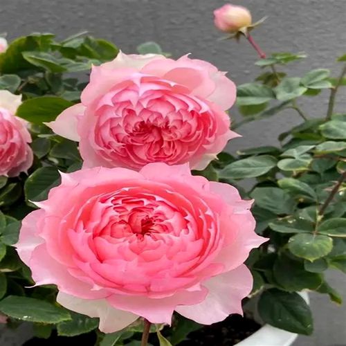 超新品莫妮卡戴维法国玫瑰月季花苗庭院强香勤花四U季植物耐寒花