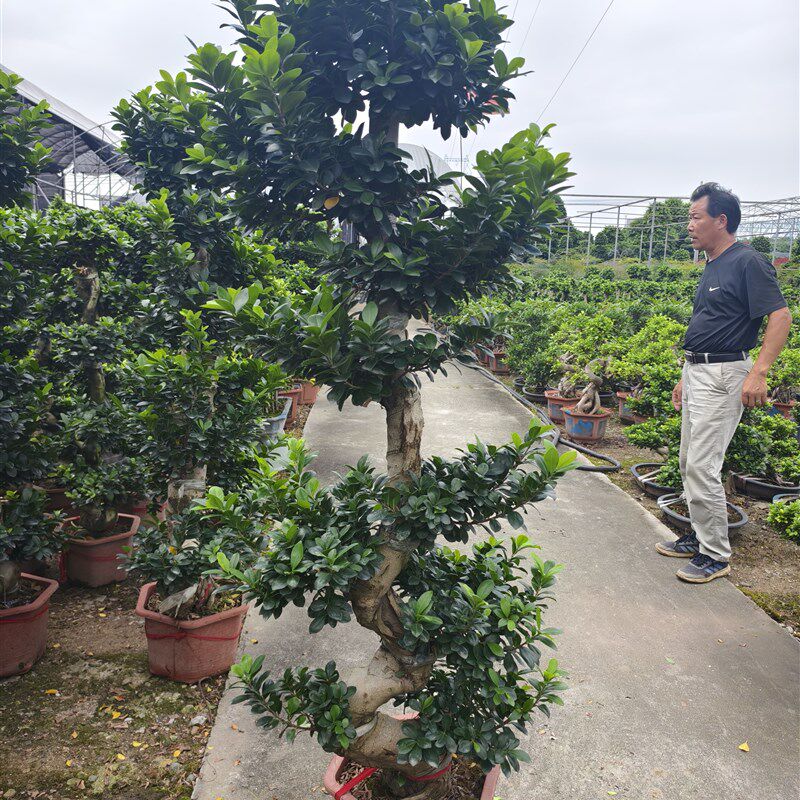 金钱榕盆栽绿植花卉大8字老桩造型s弯摇J钱树植物小叶人参榕树盆