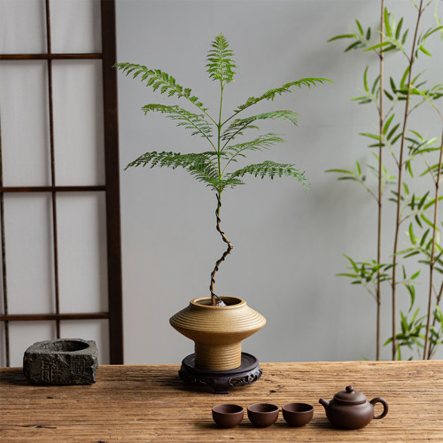 蓝花楹造型盆栽室内植物桌面景观C盆景老桩茶几花卉摆件绿植观叶