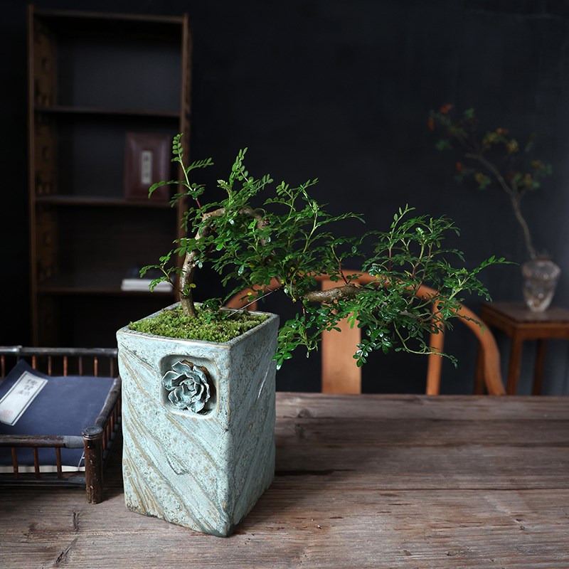 清香木老桩盆栽胡椒木室内绿植陶瓷大盆景桌面办公室X茶桌四季常