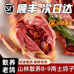 农家散养鸽子新鲜活现杀土鸽生鲜5年老鸽品质烤乳鸽煨汤带头带爪