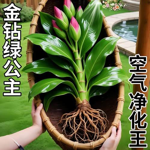 水培植物大叶金钻盆栽绿公主办公室内桌面绿萝净化空气水养盆栽