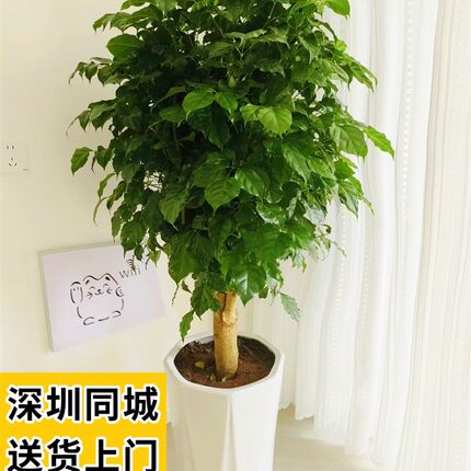 绿宝树 幸福树盆栽大型绿植室内植物客厅办公室前台新Z房净化空气