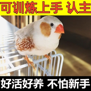 珍珠驼色珍珠灰色和珍珠白色可繁殖一对观赏鸟可爱鸟温顺粘人小鸟