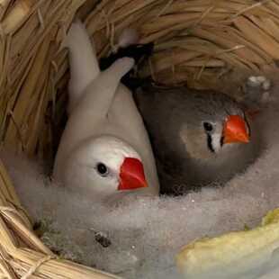 珍珠鸟萌宠十姐妹保姆鸟活物宠物观赏鸟繁殖鸟白文灰文鸟七彩文鸟