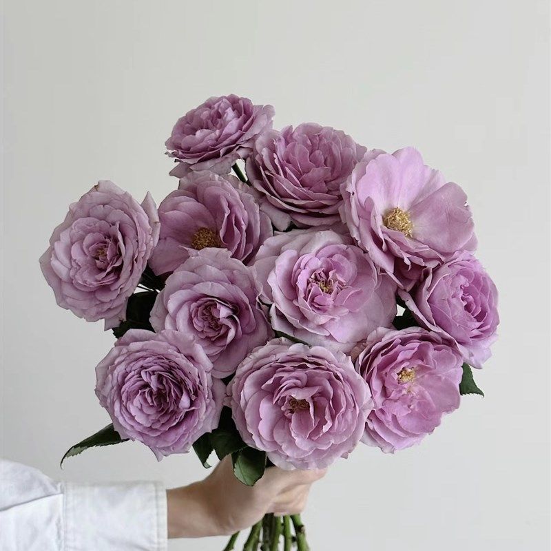 植得【蓝色风暴】1大K盆月季基地直发