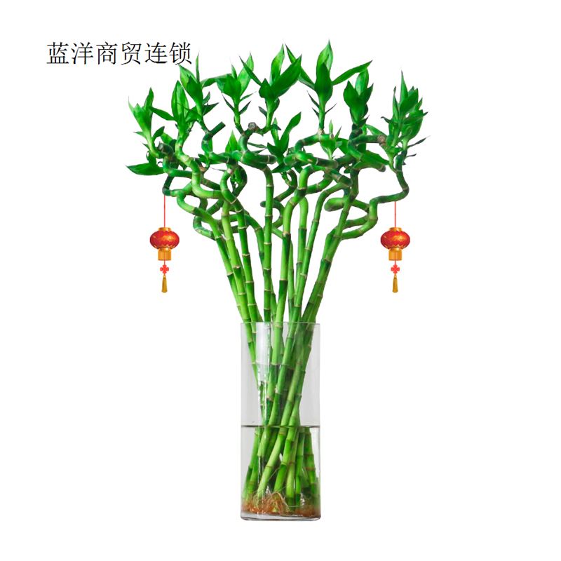 带根转运竹e富贵竹水培植物弯竹水竹开运竹子盆栽客厅室内水养绿