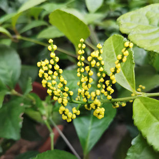 带花珠兰花浓香型k鱼子兰阳台室内盆栽金粟兰珠兰花鸡爪兰四季常