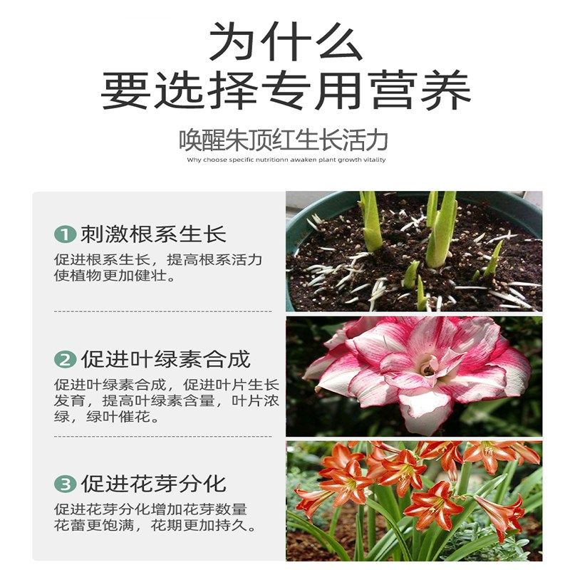 朱顶红肥料专用肥朱顶红营养液盆栽D对红花肥风信子改善黄叶促开,鲜花速递/花卉仿真/绿植园艺,家庭园艺肥料,淘宝优惠券,粉丝福利购,淘宝优惠卷