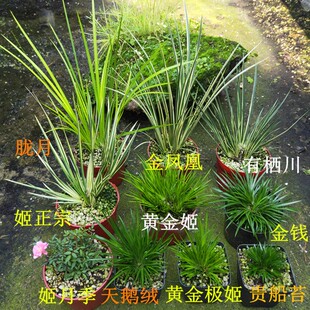 贵船苔黄金极姬龙根金钱菖蒲野草老桩菖蒲苗虎P须水培附石微型盆