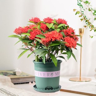 龙船花盆栽室内外庭院阳台四季开花不H断观花绿植花卉带花好养植