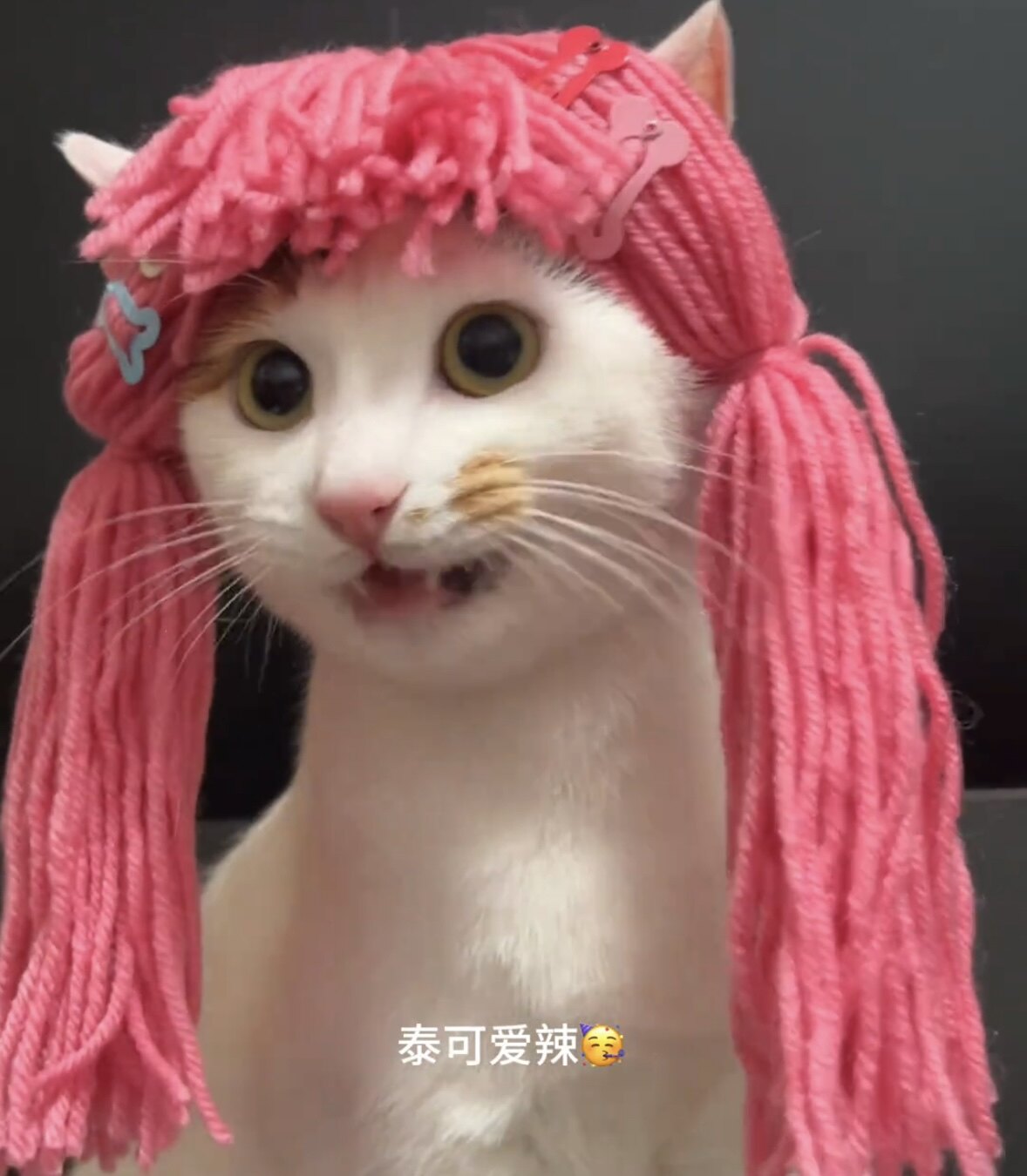 搞怪多巴胺猫咪麻花辫子假发成品毛线宠物头饰COS拍照装饰小道具