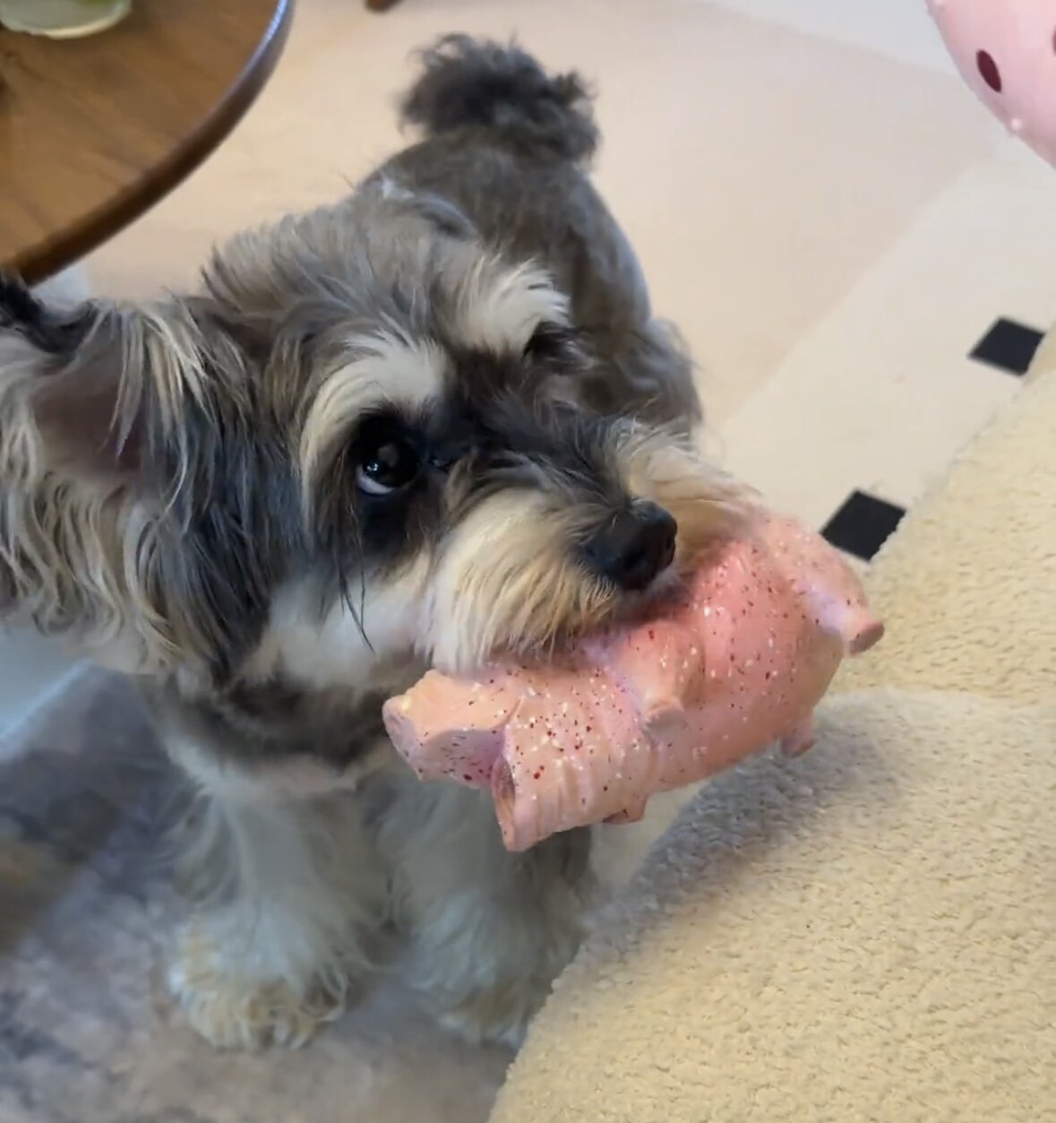 狗狗玩具仿真猪皮猪骨咬胶磨牙洁齿耐咬宠物玩具小型犬磨牙棒
