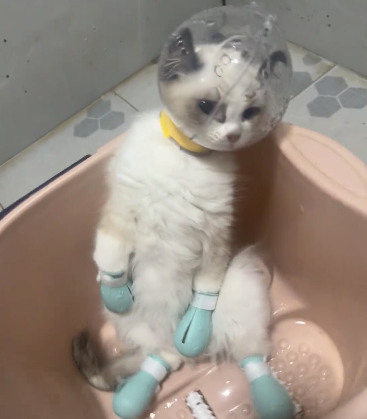 猫咪透明头套太空神器防咬防脚套剪指甲洗澡头罩宠物防咬伊丽莎白
