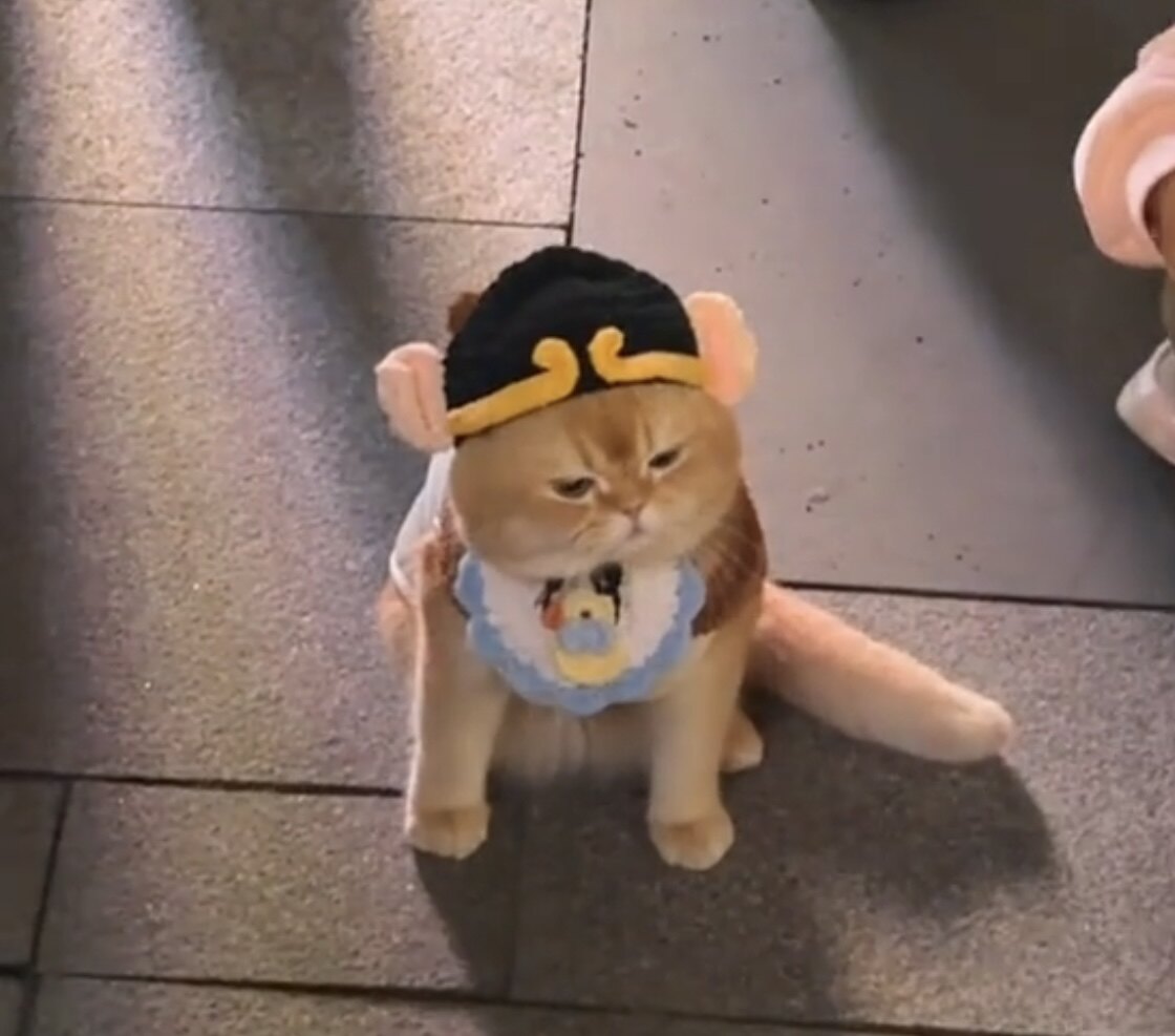 宠物猫咪变装狗狗帽子小猫头套搞笑可爱头饰拍照道具搞怪毛线
