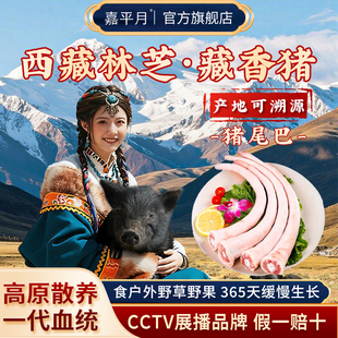 藏香猪尾巴肉新鲜整根批发猪肚猪肝猪腰西藏林芝海拔3200米黑土猪