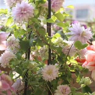 买三送光 买五任意送 沃金美女B铁线莲庭院攀爬藤耐热绿植物花卉