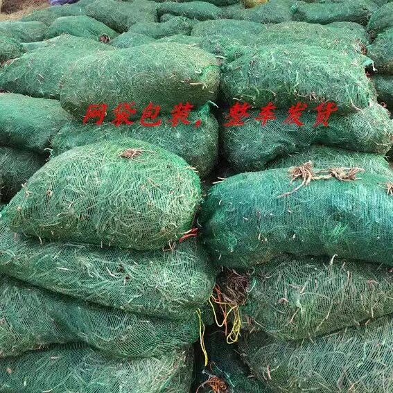 湖南祁东正宗黄花菜苗黄v花菜苗金针菜苗特产粗高产四季种植图片