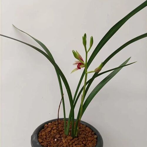 高档优质建兰大国魂o兰花带花苞浓香型室内阳台兰花盆栽绿植花卉