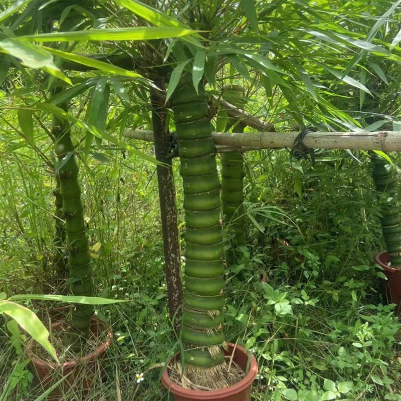 精品粗壮老桩佛肚竹大型盆栽罗汉竹庭院观赏竹子盆U景办公室内植