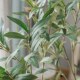 高仿真橄榄树大绿植盆栽假u树室内客厅阳台装 饰落地摆件仿真树造