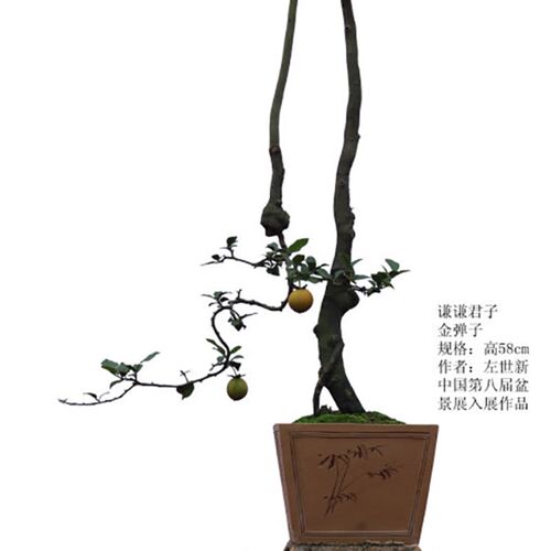 金弹子盆景素材,一F物一拍,私拍不发