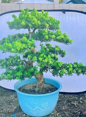 精品雀舌a罗汉松盆景老桩造型大小盆栽 绿植庭院阳台金钻迎客松