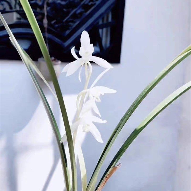 兰花苗建兰名品【无尘】硬v化一年半 开花香室内花卉绿植好养易活,鲜花速递/花卉仿真/绿植园艺,国兰/杂交兰/洋兰类,淘宝优惠券,粉丝福利购,淘宝优惠卷