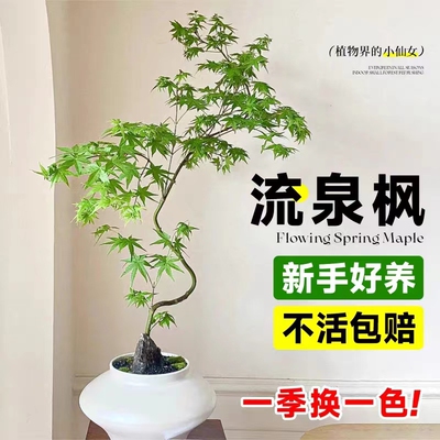 黄金流泉枫盆栽造型大型绿植室内办公室客厅好养R活四季渐变色植
