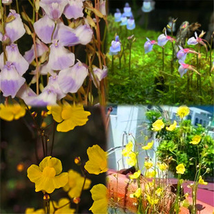 狸藻套餐新手g食虫植物盆栽小白兔狸藻海妖女苔藓雨林缸造景微景