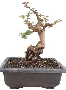 老桩雀梅盆景真品吸o甲醛净化空气带盆栽好观茎植物室内开花结果