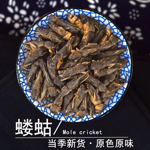 蝼蛄中药500g新货蝼蛄干东北野生蝲蝲蛄干地拉蛄天蝼土狗子蝼蛄粉