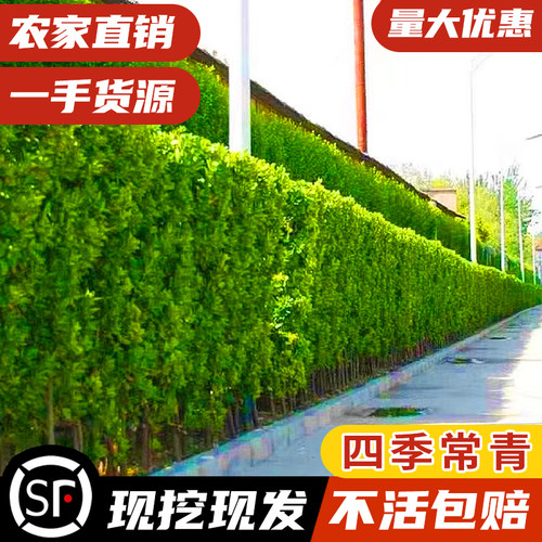 冬青树苗北海道黄杨庭院围墙篱笆植物四季常青法国耐寒绿篱绿化树