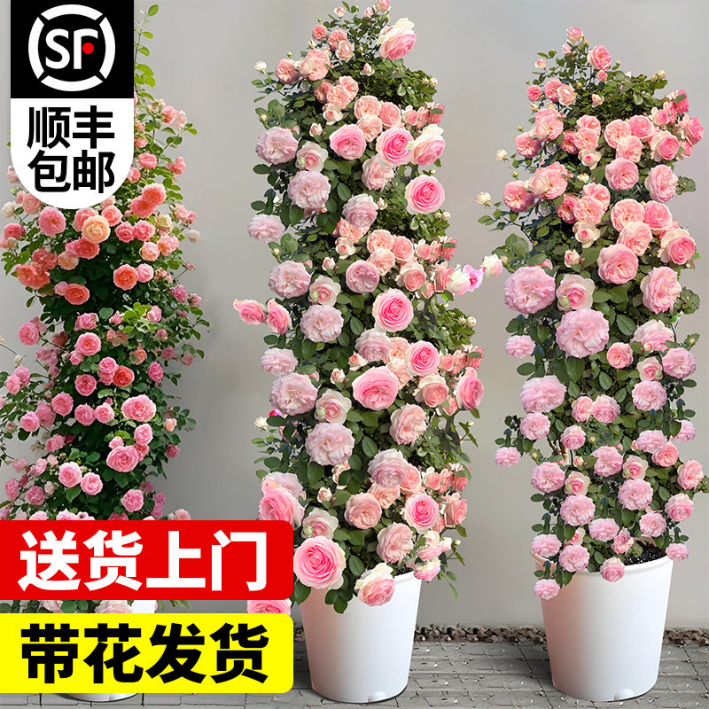 1米6大苗蔷薇花苗爬藤四季多花藤本月季特大浓香庭院花卉植物盆栽