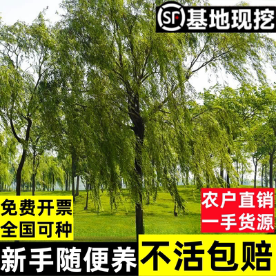 黄金柳 金丝垂柳 垂柳小苗 柳树枝条 垂杨柳树苗垂柳苗竹柳树苗