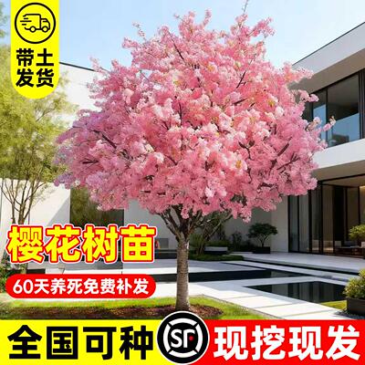 日本樱花树苗南北方室外庭