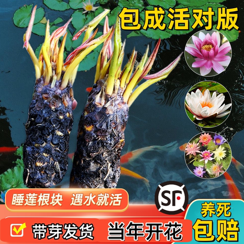 睡莲水培植物睡莲根块四季开花
