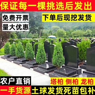 柏树树苗 塔柏 扁柏松柏侧柏树苗圆柏松树宝塔松龙柏苗绿化四季青