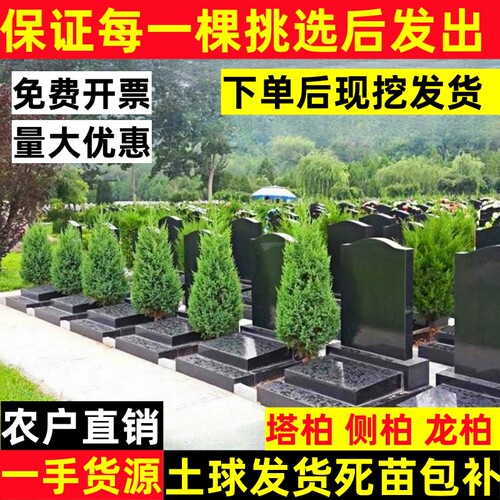 塔柏树苗带土球现挖现发